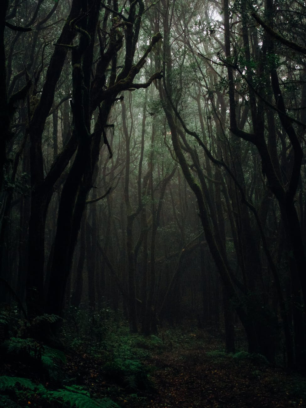 trees on a dark forest