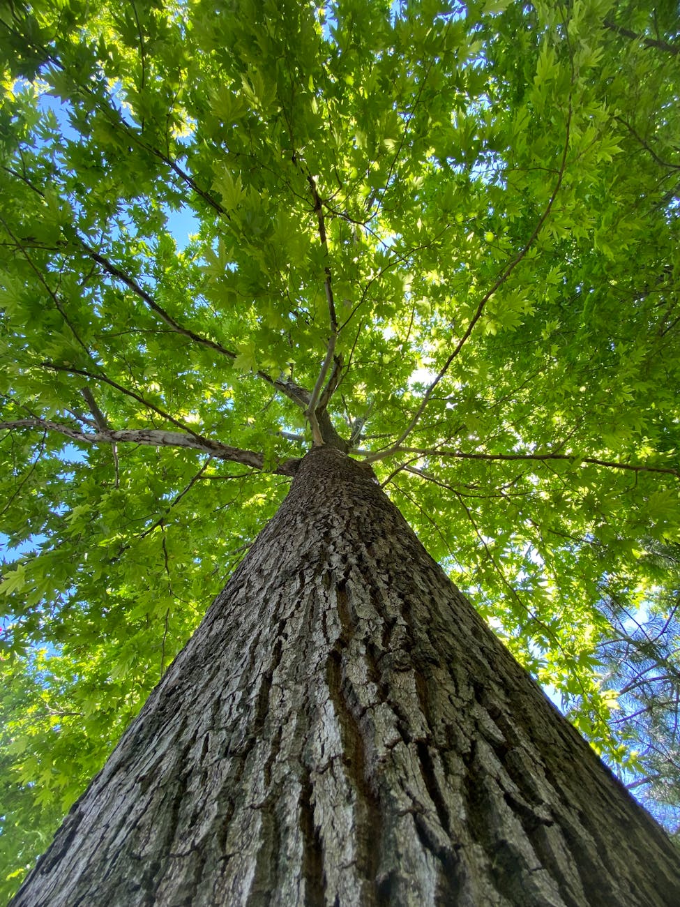 majestic oak tree from trunk to canopy